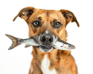 Dog Fish. dog holding fish in its mouth. isolated on white background: adorable, adult, animal, ask, background, big, bite, closeup, concept, cute 